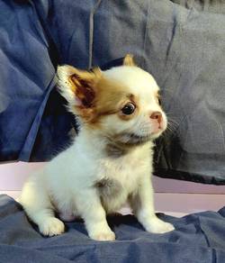 Pure Chiwawa