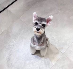 Schnauzer