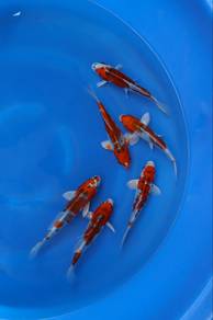 Japanese koi