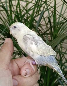 Budgie JINAK