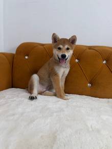 Shiba Inu