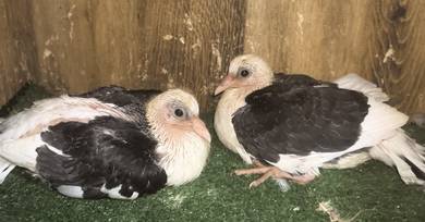 Burung Merpati America Fantail Saddle Anak Muda 