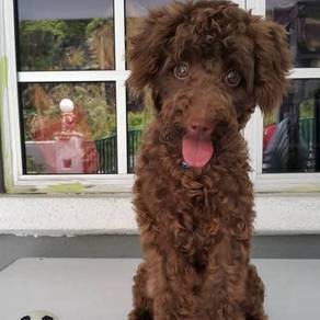 Male Poodle Puppy For Adoption