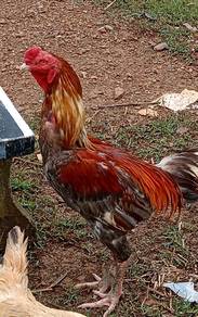 ayam baik bako pama