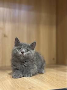 British Short Hair BSH Kitten Cat