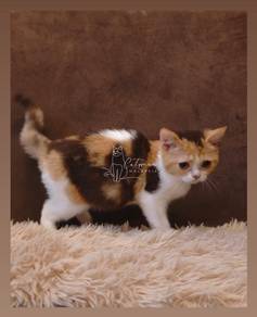 British Shorthair Calico Chocolate
