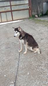 husky