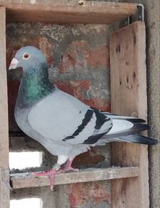 burung merpati kampung