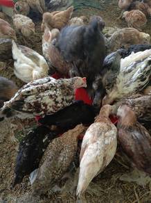 Ayam Kampung Asli