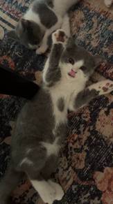 Anak Kucing BSH (4 Bulan)