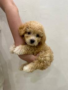 Toy Poodle