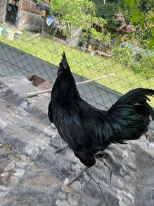 Ayam Cemani