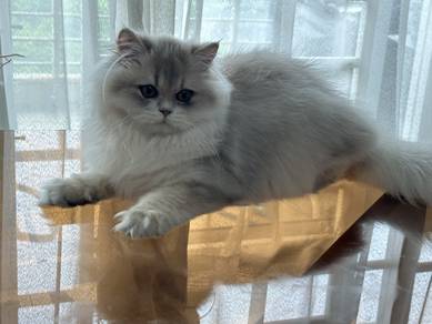 British Long Hair Kitten (WCF Pedigree) Cat