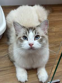Ragdoll