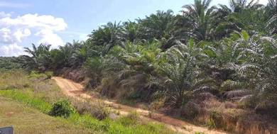 Agricultural Land in Kuala Lipis, PHG