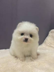QWW5077 WHITE Tiny Pomeranian little puffy puppy
