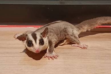 White Face Sugar Glider