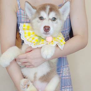 Husky