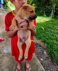 German Shepherd mix Golden retriever puppy dog