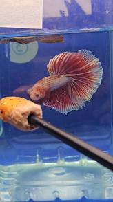 Red Copper Betta Fish Ikan Laga Halfmoon 
