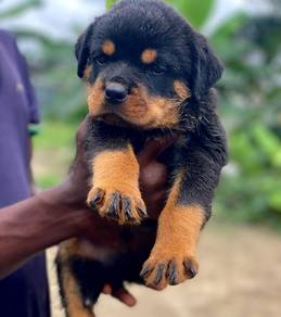 rottweiler puppies i