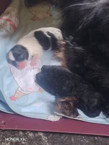 2 new born pomapoo puppies 