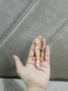 leopard gecko jinak 