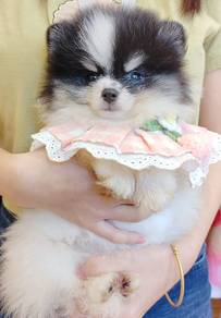 Pomeranian