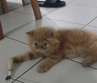 Flate Face cat sell or swap with BSH kitten