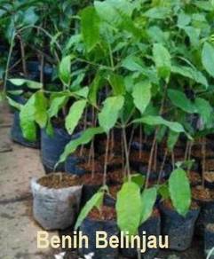 Benih Belinjau