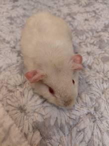 Baby Guinea Pig (3 Month old)