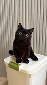 Munchkin Male