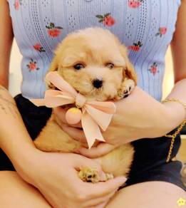Maltipoo