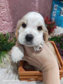 cocker spaniel