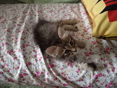 anak kucing