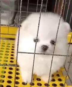Tiny Pomeranian 