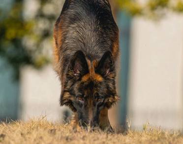 German Sheperd