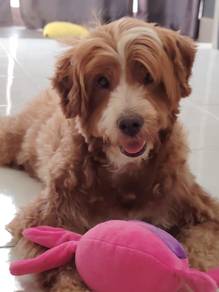 Poodle mix