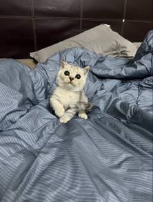 Bsh Munckin silver shaded