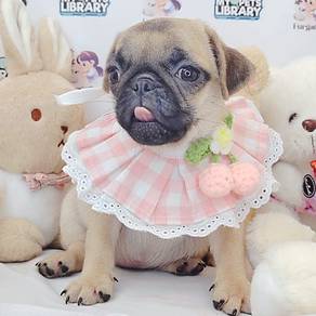 Pug