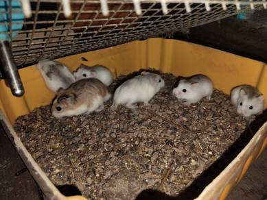 roborovski hamster