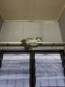available american curl