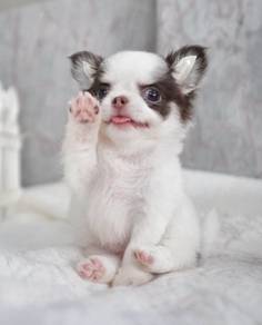 CHIHUAHUA PUPPIES VIP218🌷Head Apple Cute Dog