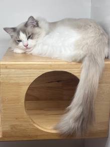 Ragdoll Cat for Sale
