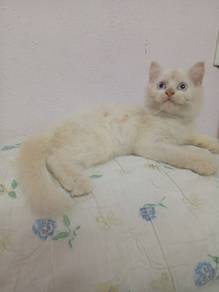 Anak Kucing parsi