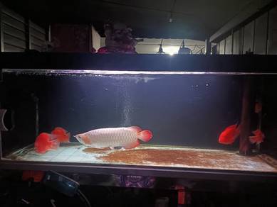 Arowana Super Red