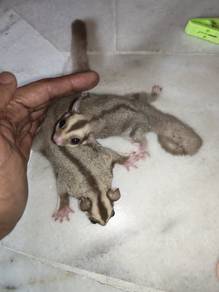 sugar glider 