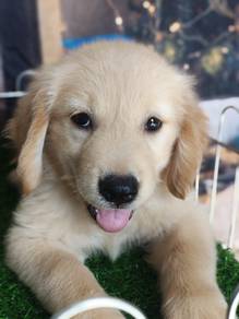 golden retriever puppies i