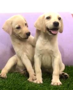 Labrador retriever male mka