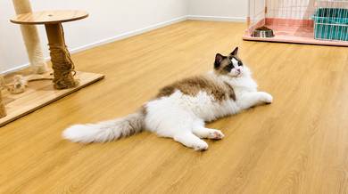 Purebred Seal Bicolor Ragdoll Female (2 Years old)